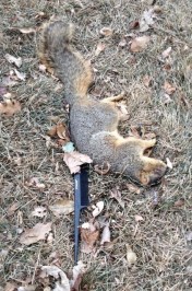 Squirrel with comb